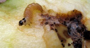 Photographie d'une larve de carpocapse des pommes. © Joachim K. Löckener